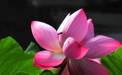 Lotus flowers bloom in Shanghai
