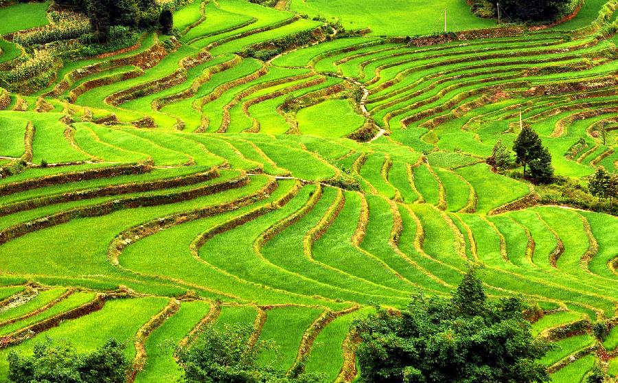 Photo taken on June 29, 2013 shows paddy fields in Shengcun Village of Xinjie Town in Yuanyang, southwest China's Yunnan Province. With abundant rainfall, rice grows well this summer in the terraced fields here. (Xinhua/Chen Haining)