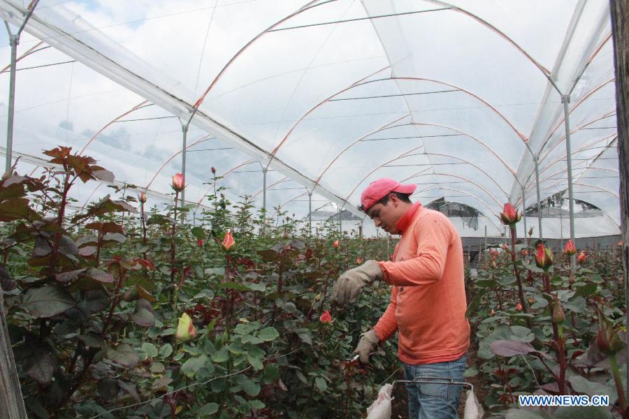 Workers prune roses in Flor Aroma Rose Garden in Cayambe province, Ecuador, July 2, 2013. Ecuador is one of the main rose exporters in the world. (Xinhua/Liang Junqian)