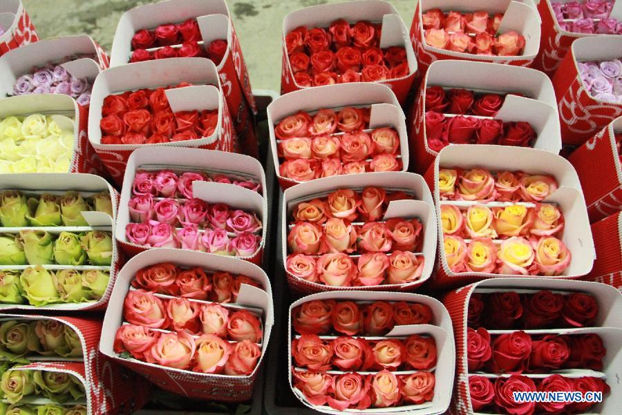 Packed roses are ready to be transported to the airport in Flor Aroma Rose Garden in Cayambe province, Ecuador, July 2, 2013. Ecuador is one of the main rose exporters in the world. (Xinhua/Liang Junqian)