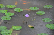 A lotus flower blooms 