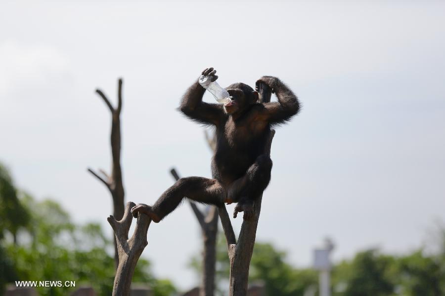 A chimpanzee drinks water to cool itself off in Nanchang Zoo in Nanchang, east China's Jiangxi Province, July 3, 2013. The highest temperature in Nanchang has broken 35 degrees Celsius since the beginning of July. (Xinhua/Hu Chenhuan)
