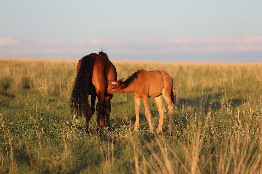 Two horses play on a grassland near Hohhot, capital of north China's Inner Mongolia Autonomous Region, July 1, 2013. Inner Mongolia has entered its tourism peak season recently. (Xinhua/Shang Jun)