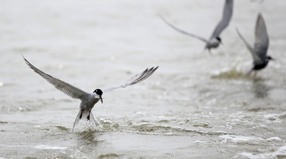 Several terns fish in Qilihai Wetland’s Xinghai Lake, Tianjin city, June 30. Qilihai Wetland is a national natural reserve which is home to 182 species of birds. (Xinhua/Liu Jinsong)