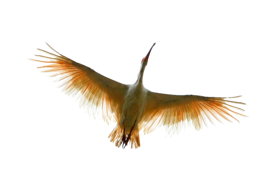 A crested ibis raised by captive breeding, together with other 31, flies out of cage returning to the wild in Tongchuan, northwest China’s Shannxi province, July 3, 2013. (Xinhua/Ding Haitao)