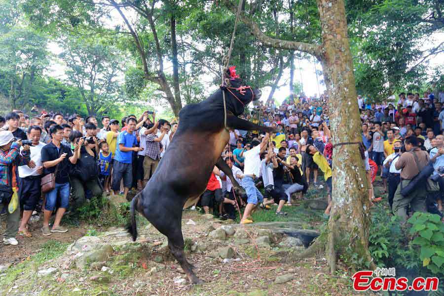 Villagers of Dong ethnic group pull a bull up a tree during the local Naoyu festival in Rongshui Ethnic Miao autonomous county, Guangxi Zhuang autonomous region on Tuesday. During the festival celebrated every June 2 in the Chinese lunar calendar by Miao, Yao and Dong ethnic groups, people catch fish, and offer their prayers for good fortune, a bountiful harvest and peace, by stringing a bull up in a tree until it is strangled to death. (CNS/Tan Kaixing)