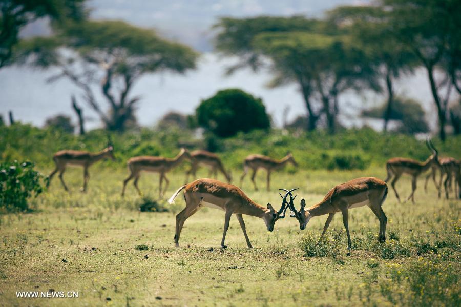 Two impalas fight against each other at Crescent Island in Lake Naivasha, Kenya, July 7, 2013. (Xinhua/Zhang Weiyi) 