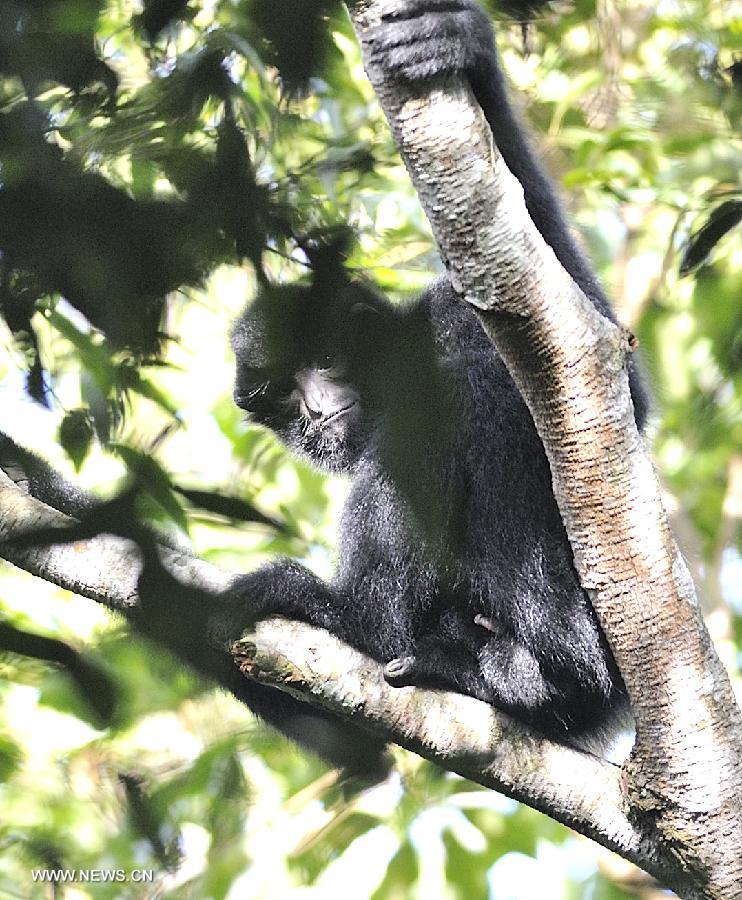 An adult male Hainan Gibbon is seen on a tree at the Bawangling National Nature Reserve in south China's Hainan Province, July 13, 2013. The Bawangling National Nature Reserve is the only nature reserve in China that protects Hainan Gibbons, a highly endangered species that is under first-class state protection. With the advent of three gibbon babies in the first seven months in 2013, the population of the gibbons has risen to 26 here. (Xinhua/Jiang Enyu)