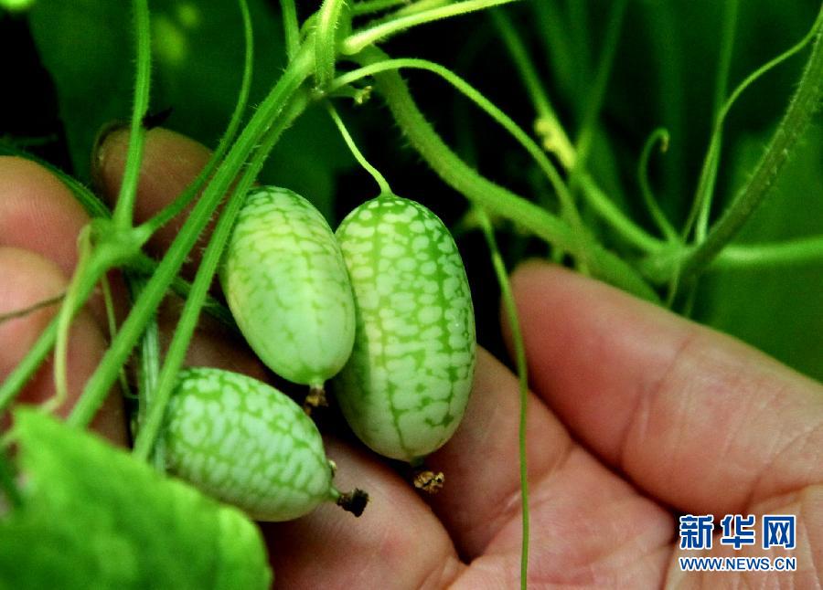 The photo taken on July 15, 2013 shows mini watermelons named Pepquino melon in Jinshan district of Shanghai.  (Xinhua/Zhuang Yi)