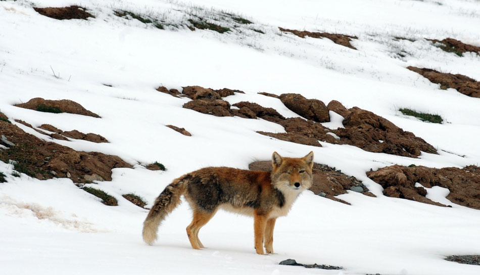 A corsac fox is seen on roadside slope of Qinghai-Tibet Highway on July 9, 2013. Tourists may see the marvelous snow scenery in summer along the highway. (Xinhua/Hou Deqiang)