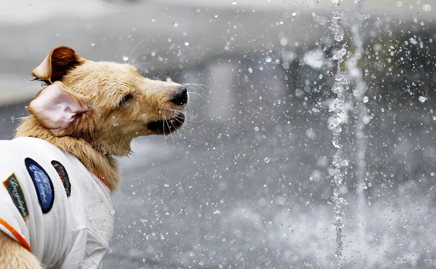A dog plays in a fountain in Tokyo, Japan on July 13, 2013. (Photo/Xinhua)