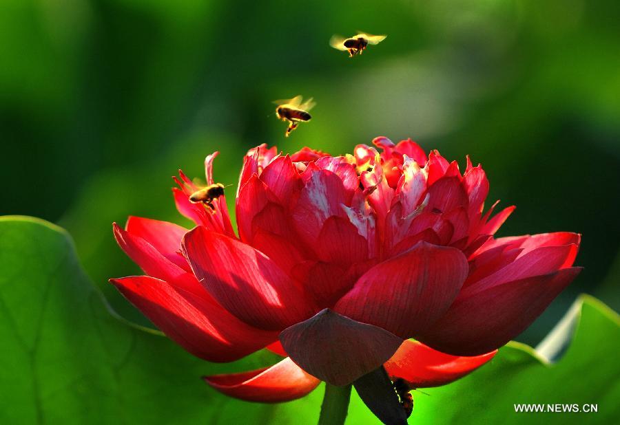 Honeybees gather pollen from a lotus flower in Hefei, east China's Anhui Province, July 12, 2013. Over 6.7 hectares of exquisite lotus are seen in Longquan lotus garden in Sanguai Village of Tangshu Township of Shucheng County, east China's Anhui Province recently.(Xinhua/Chen Li)