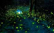 Come and see fireflies in Nanjing