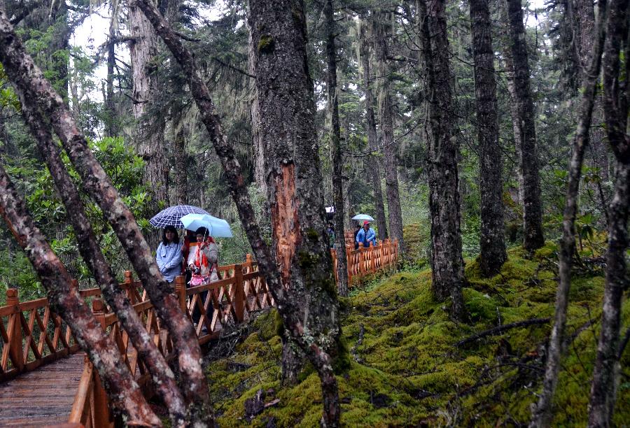 Visitors walk in the rain in a tourist attraction in Nyingchi, southwest China's Tibet Autonomous Region, July 20, 2013. (Xinhua/Wang Song)
