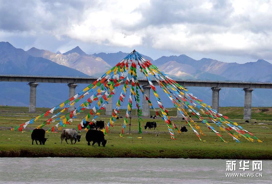 Photo taken on July 19th shows that several yaks are eating on the wetland around the Qinghai-Tibet railway in Damxung County, southwest China's Tibet Autonomous Region. [Photo/Xinhua]