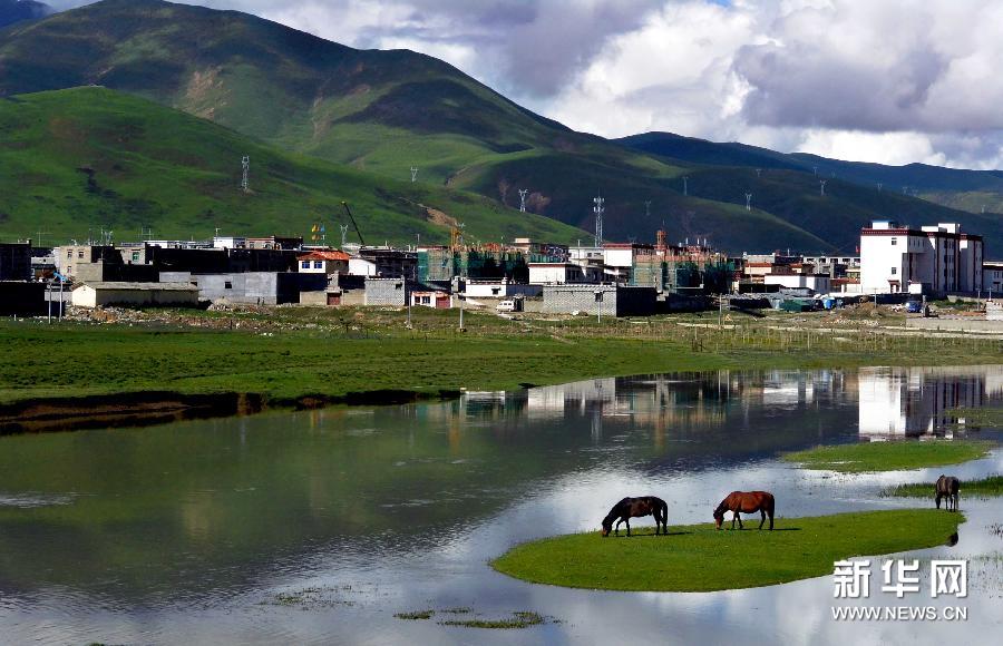 Photo taken on July 19th shows that several horses are eating on the wetland in Damxung County, southwest China's Tibet Autonomous Region. [Photo/Xinhua]