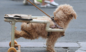 Paralyzed dog walks with dog wheelchair