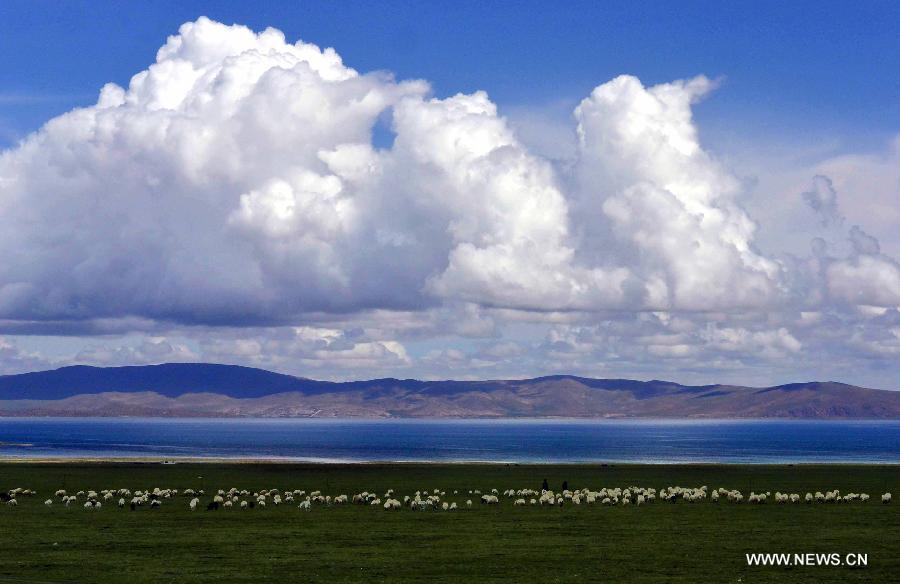 A flock of sheep are seen beside Lake Namtso in southwest China's Tibet Autonomous Region, July 19, 2013. Namtso, meaning "the heavenly lake" in Tibetan language, has become one of the preferences for a growing number of tourists to Tibet. (Xinhua/Wang Song)
