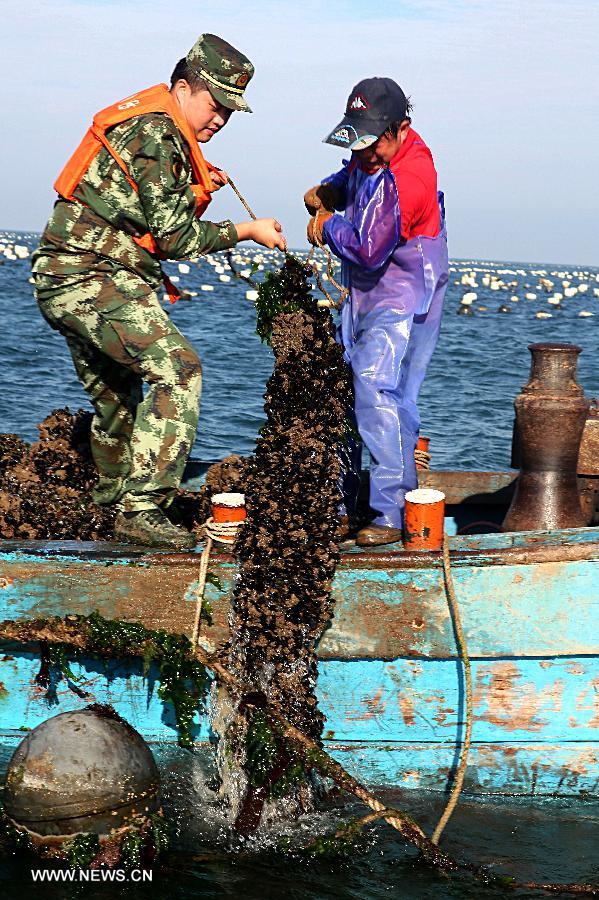 Villagers harvest mussels in Shengsi County in Zhoushan City, east China's Zhejiang Province, July 23, 2013. Shengsi County had more than 1,333 hectares of water areas to breed mussels with a production value topping 100 million yuan (15.47 million US dollars) in 2012. The mussel breeding has become a main source of income for local people. (Xinhua/Xu Yu) 