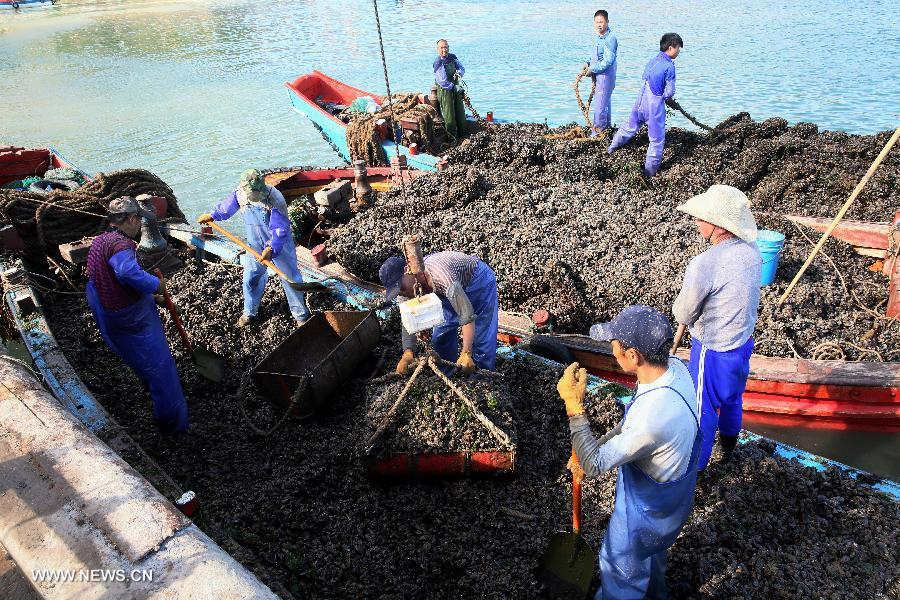 Villagers entruck mussels to send to factory Shengsi County in Zhoushan City, east China's Zhejiang Province, July 23, 2013. Shengsi County had more than 1,333 hectares of water areas to breed mussels with a production value topping 100 million yuan (15.47 million US dollars) in 2012. The mussel breeding has become a main source of income for local people. (Xinhua/Xu Yu) 