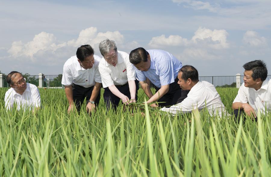 Chinese President Xi Jinping (3rd R), who is also general secretary of the Communist Party of China (CPC) Central Committee, inspects a rice breeding base in E'zhou City, central China's Hubei Province, July 22, 2013. Xi made an inspection tour in Hubei from July 21 to July 23. (Xinhua/Huang Jingwen)