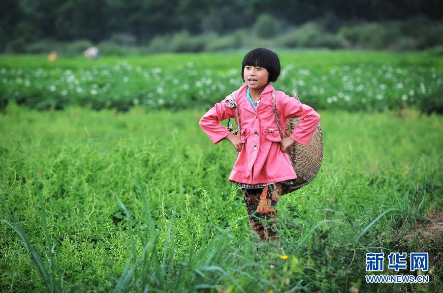 A girl helps out with farmwork in Hongshui village, Meichuan county after a 6.6-magnitude earthquake jolted Minxian and Zhangxian counties in Northwest China's Gansu province, July 24, 2013. (Photo/Xinhua)