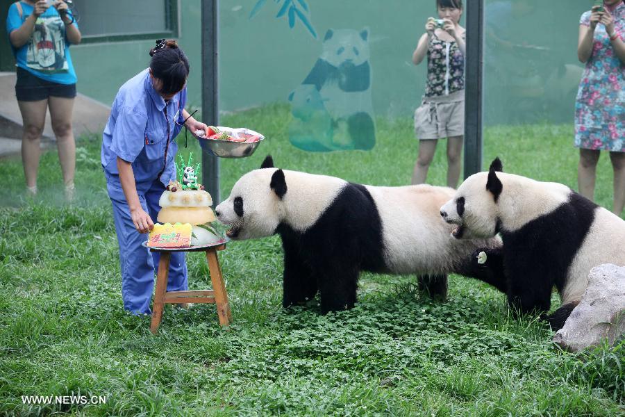 Giant pandas Qin Chuan (R) and Le Le enjoy the cake prepared for their 5th birthday at the Jinbao park in Weifang City, east China's Shandong Province, July 26, 2013. (Xinhua/Zhang Chi)
