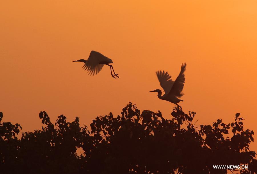 Photo taken on July 27, 2013 shows the egrets at sunset at the lakeside of Poyang Lake, east China's Jiangxi Province. The summer migratory birds in Poyang Lake reserve has completed their breedings this summer, making the whole number of birds in the region climbed to 200,000 by now. (Xinhua/Fu Jianbin) 