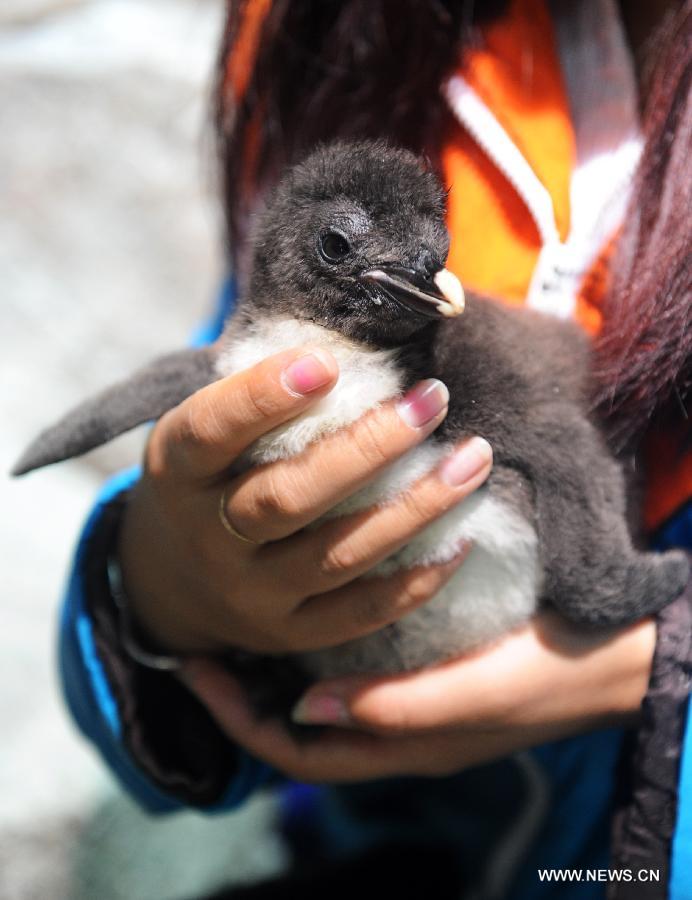A staff member holds a baby rockhopper penguin in the Haichang Polar Ocean World in Qingdao, east China's Shandong Province, July 30, 2013. The Haichang Polar Ocean World held a news conference on Tuesday for the baby rockhopper penguin which was born here about one month ago. (Xinhua/Li Ziheng)