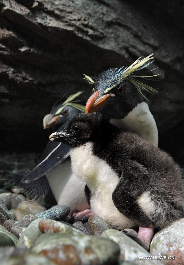 Photo taken on July 30, 2013 shows the family of the baby rockhopper penguin in the Haichang Polar Ocean World in Qingdao, east China's Shandong Province. The Haichang Polar Ocean World held a news conference on Tuesday for the baby rockhopper penguin which was born here about one month ago. (Xinhua/Li Ziheng) 