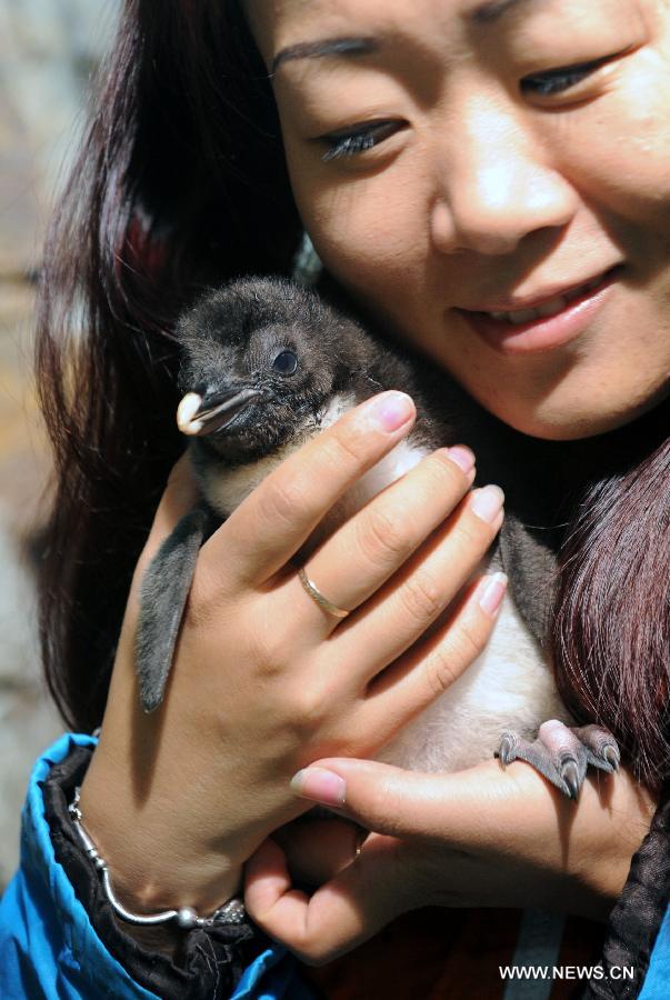 A staff member holds a baby rockhopper penguin in the Haichang Polar Ocean World in Qingdao, east China's Shandong Province, July 30, 2013. The Haichang Polar Ocean World held a news conference on Tuesday for the baby rockhopper penguin which was born here about one month ago. (Xinhua/Li Ziheng) 