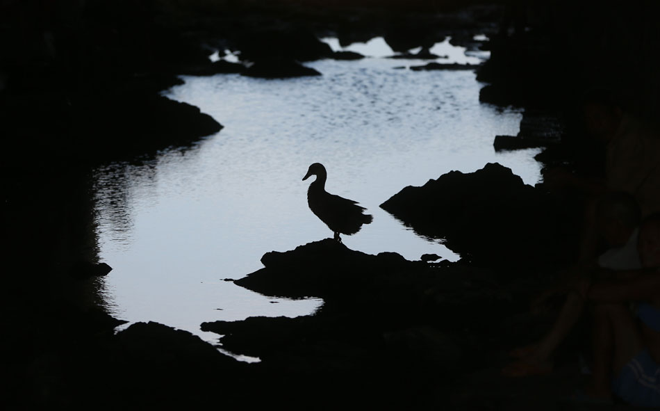A duck rests in the shade beneath a culvert in Shaoyang County, central China’s Hunan province. Influenced by subtropical High, Hunan has experienced continuous dry weather recently. (Xinhua/Li Ga)