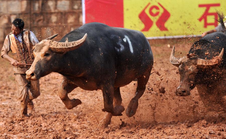A bull chases after another during a bullfight in the torch festival of Yi ethnic group in Yi Autonomous County of Shilin, southwest China's Yunnan Province, July 30, 2013. Bullfighting which has enjoyed thousands of years' history is a significant activity in the torch festival. (Xinhua/Lin Yiguang)