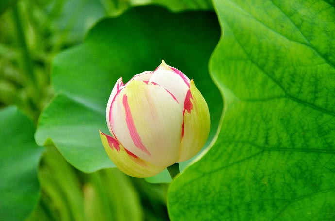 A budding lotus. (CRIENGLISH.com/Song Xiaofeng)