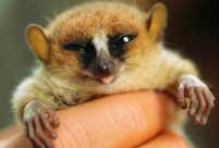 So cute! Smallest animals on the earth 