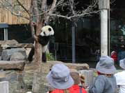 Tourists view Chinese giant panda couple in Adelaide