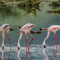 Migrating flamingos gather in Kenyan lake for food