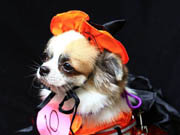 Pet costume competition 