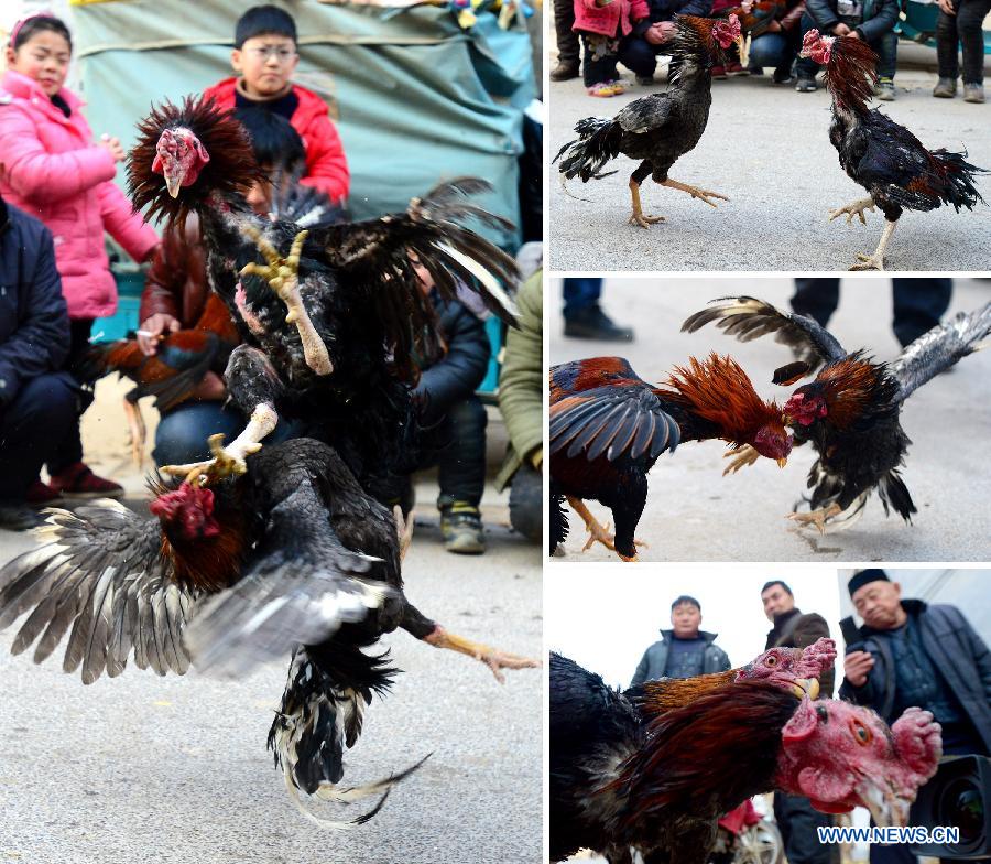 Combination photo shows the villagers watching a cockfighting show in Cao County, Heze City, east China's Shandong province, Jan. 27, 2014. Cockfighting is very popular all around Heze City during the Spring Festival period. (Xinhua/Guo Xulei)