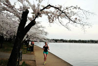 Cherry blossoms reach peak bloom in Washington D.C.