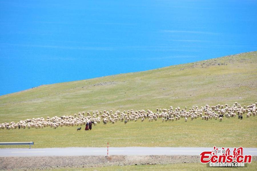 Qiangtang grassland welcomes best season for tourism