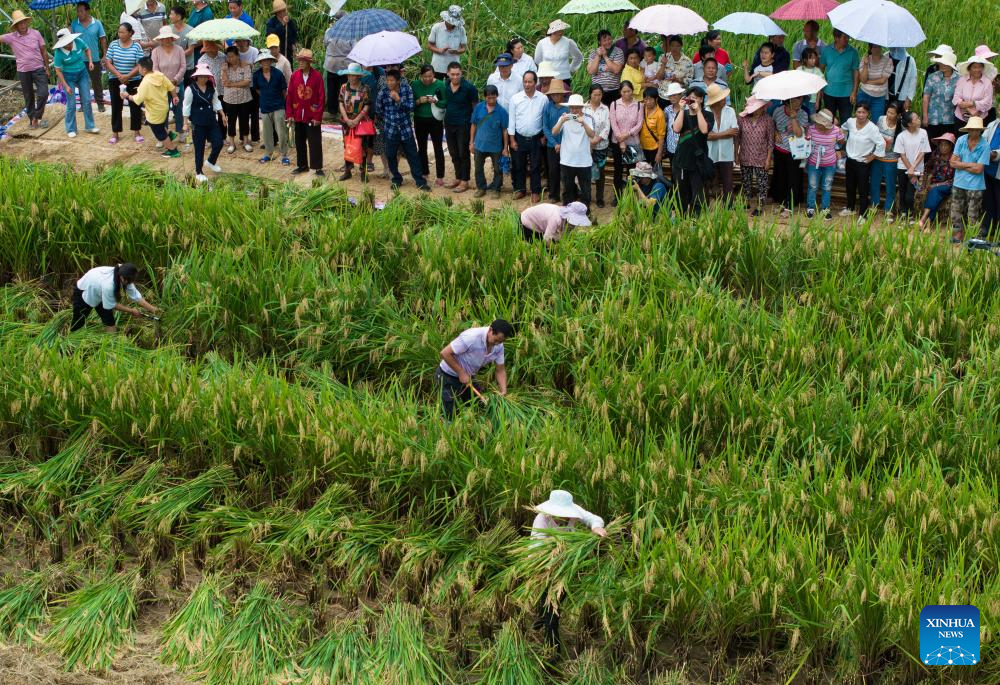 Harvest festival held in paddy fields in Xinglong, SW China's Sichuan