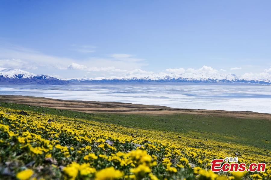 Blooming flowers decorate Sayram Lake in Xinjiang