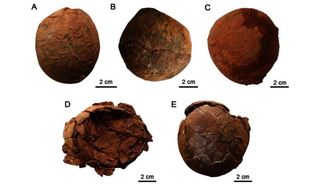 Fossils of new dinosaur egg species unearthed in Laiyang, East China